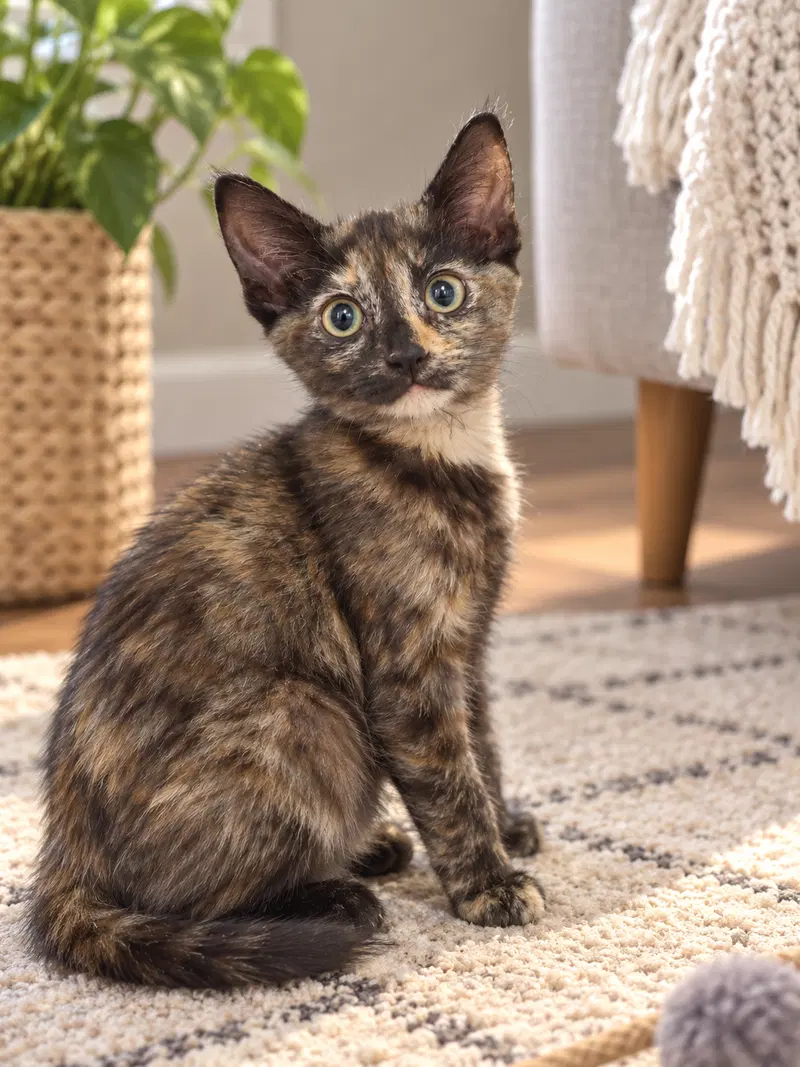 Dolly & Jolene, female Tortoiseshell kittens up for adoption