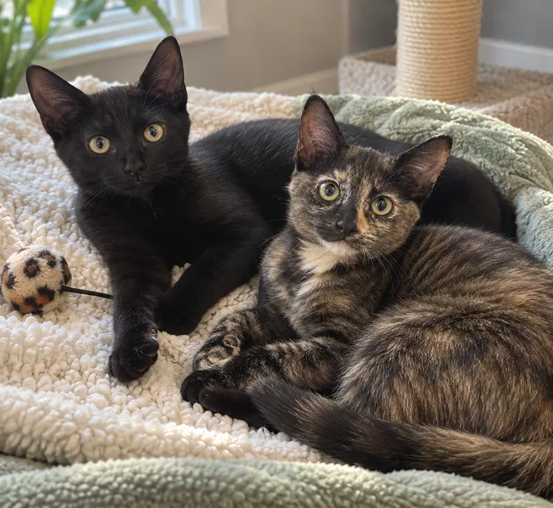Dolly & Jolene, photo 4
