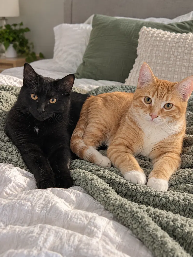 Koda and Kai, photo 2