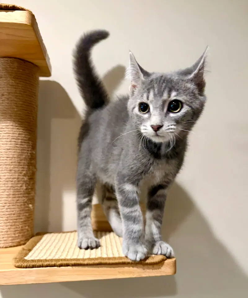Periwinkle, a female kitten up for adoption