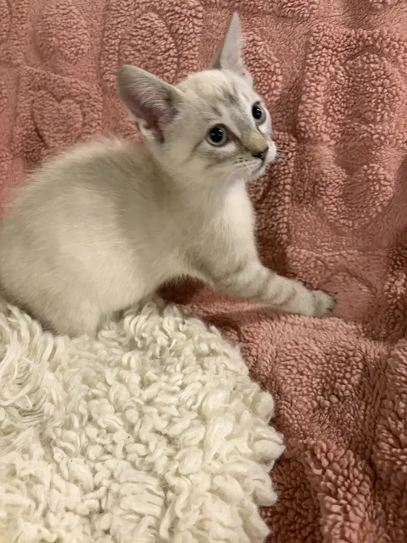 Chive, a female kitten up for adoption
