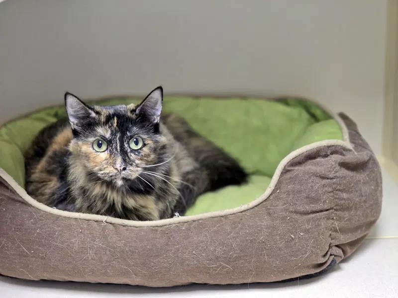 Diva, an adult female cat up for adoption