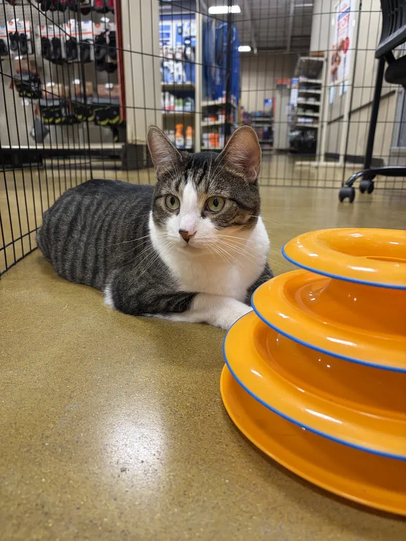 Wembley, an adult male cat up for adoption