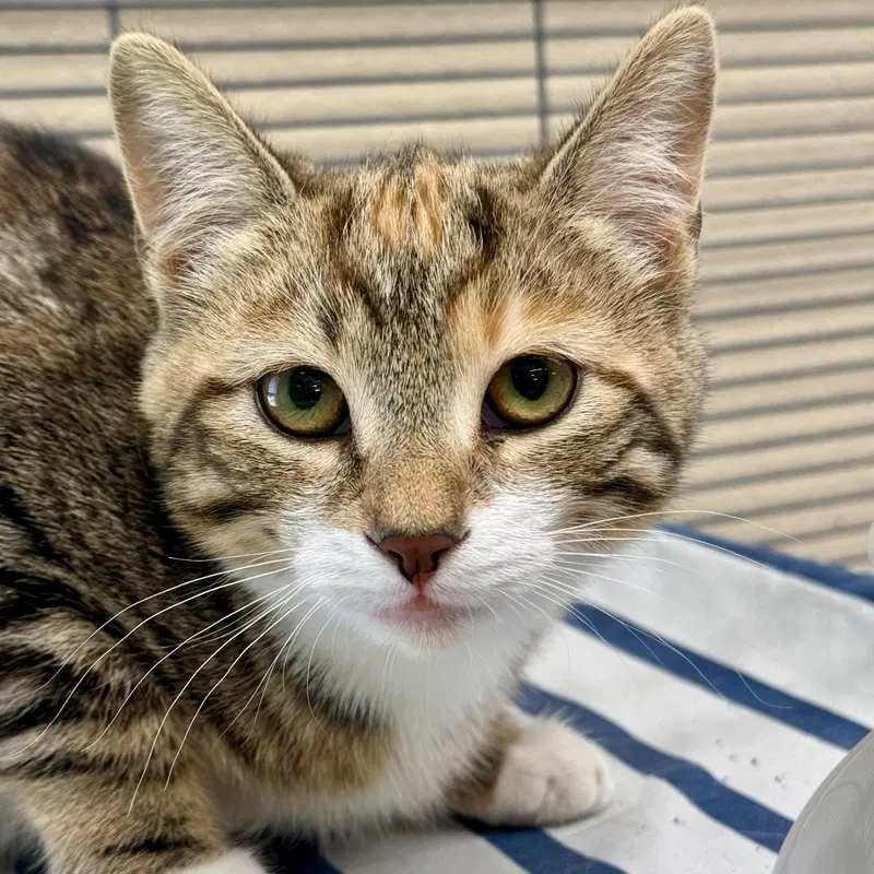 Sassy, a young female Calico cat up for adoption