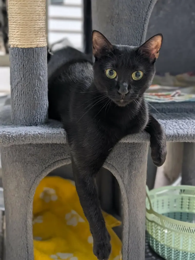 Fiji, a young female cat up for adoption