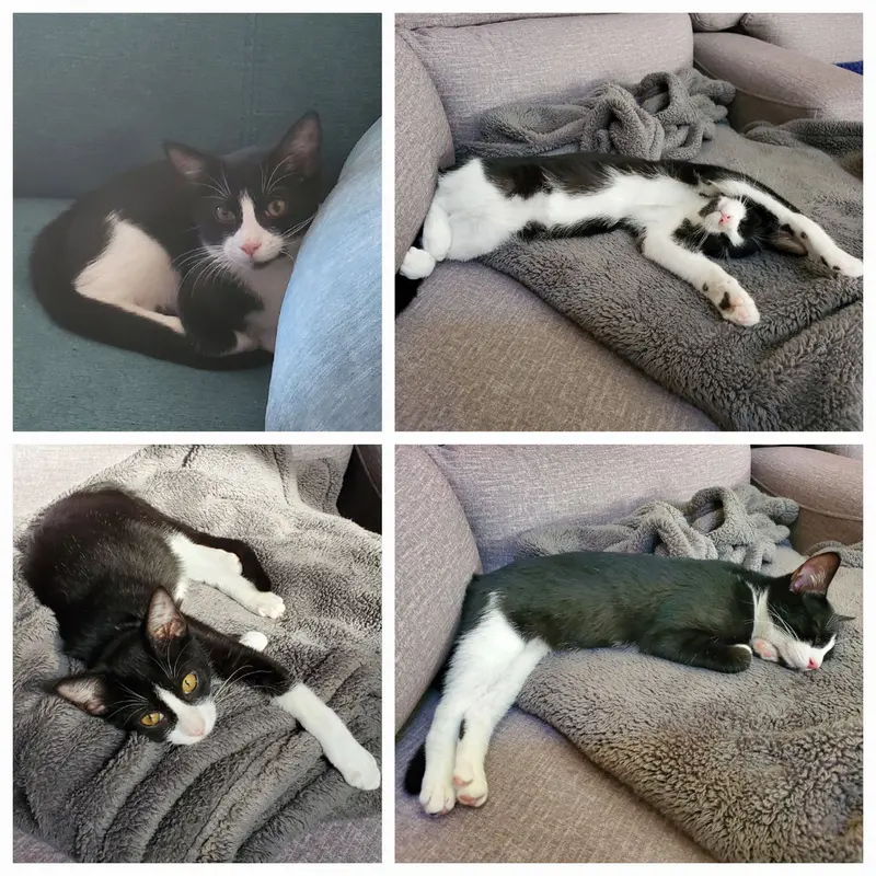 Minnie, a young female cat up for adoption