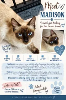 Madison, an adult female Siamese cat up for adoption
