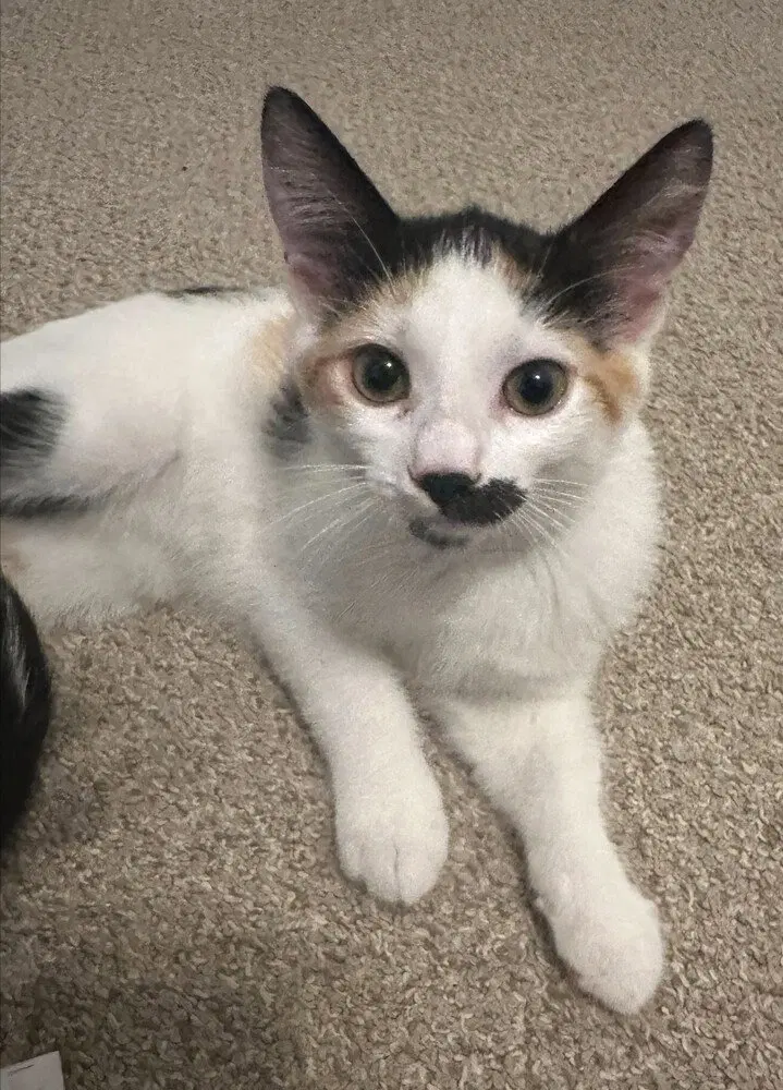 Half Stache, a female kitten up for adoption