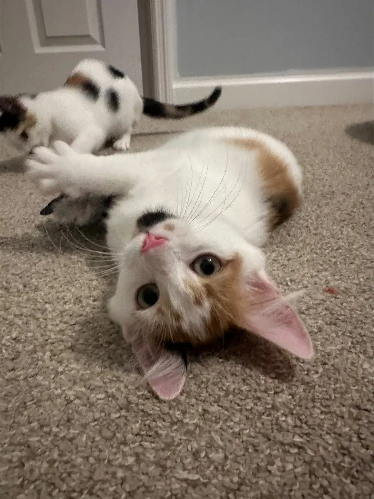 Butterscotch, a female kitten up for adoption