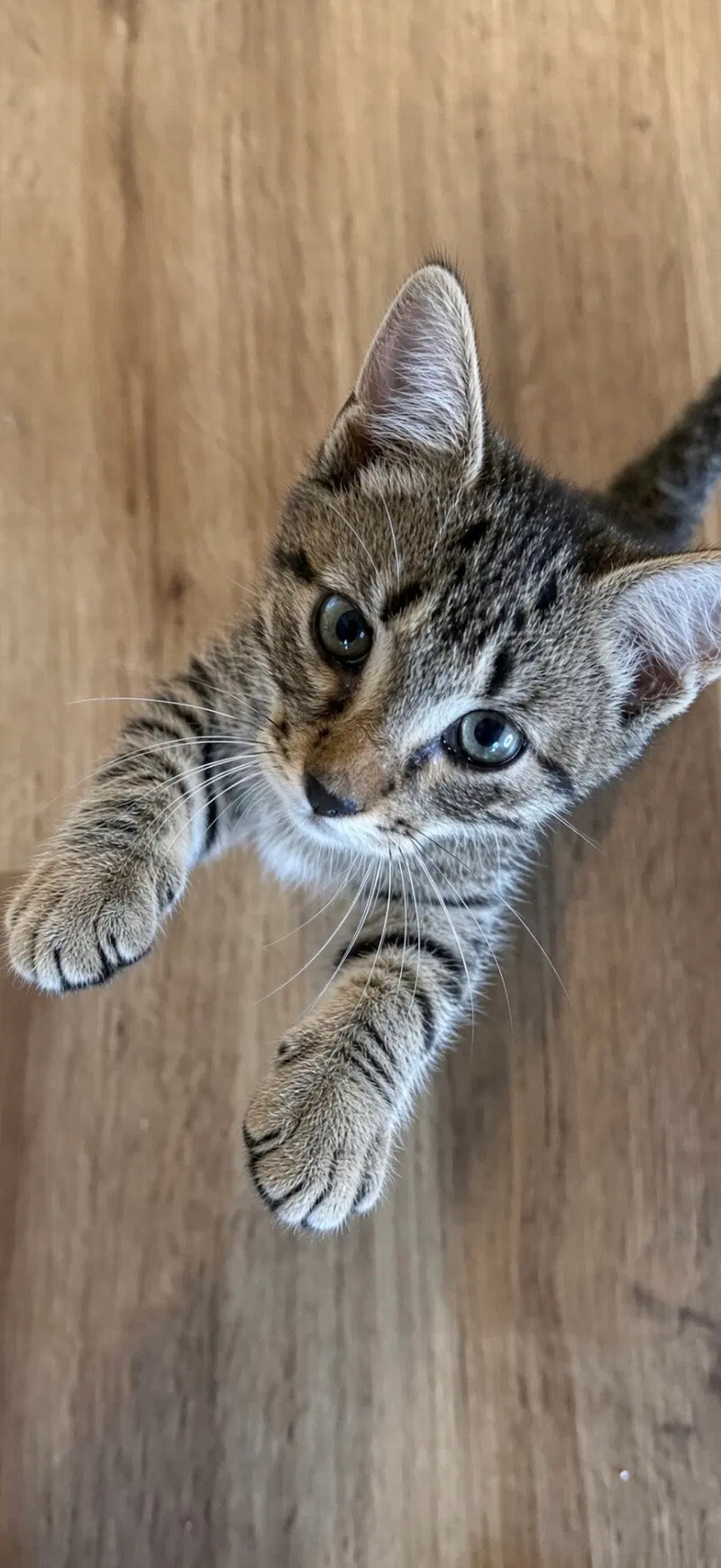 Edwina, a female Tabby kitten up for adoption