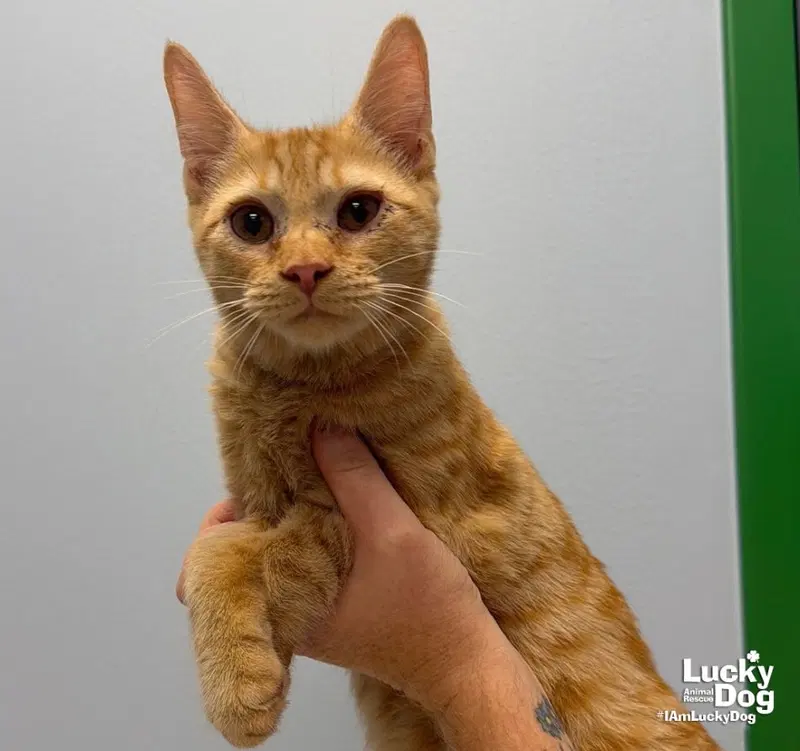Phil, a male kitten up for adoption