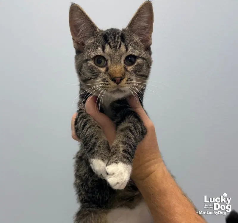 Alan, a male kitten up for adoption