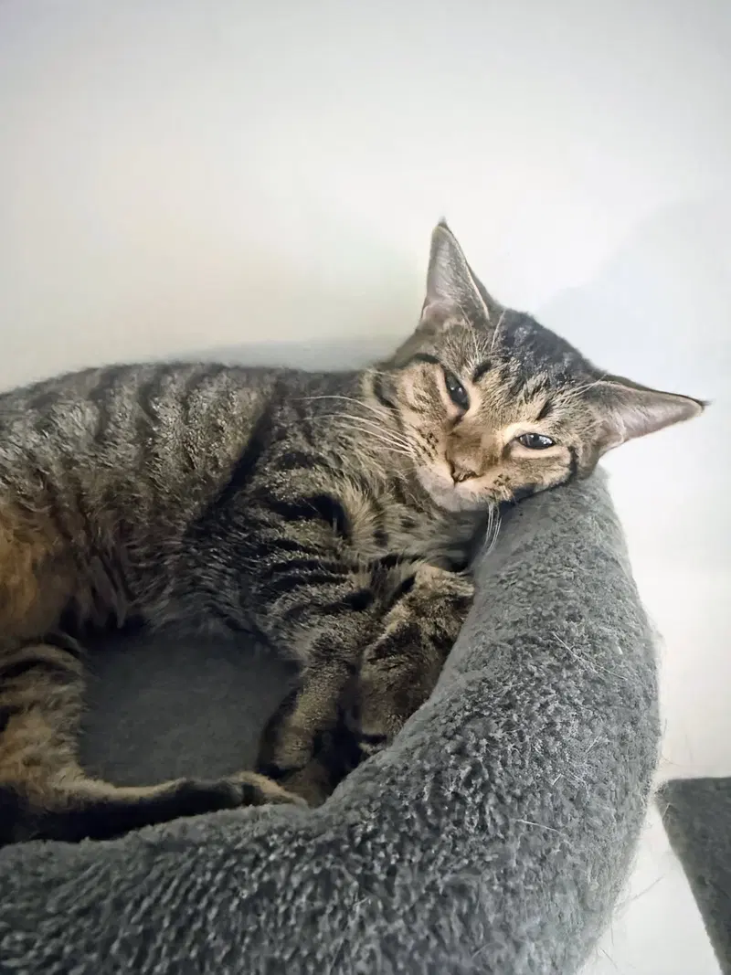 Tinker, a young female cat up for adoption