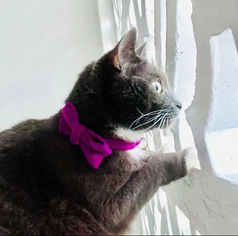 Violet, photo 3