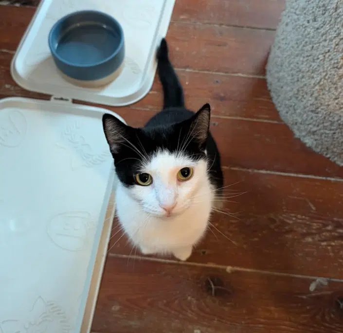 Jeanette, a young female cat up for adoption