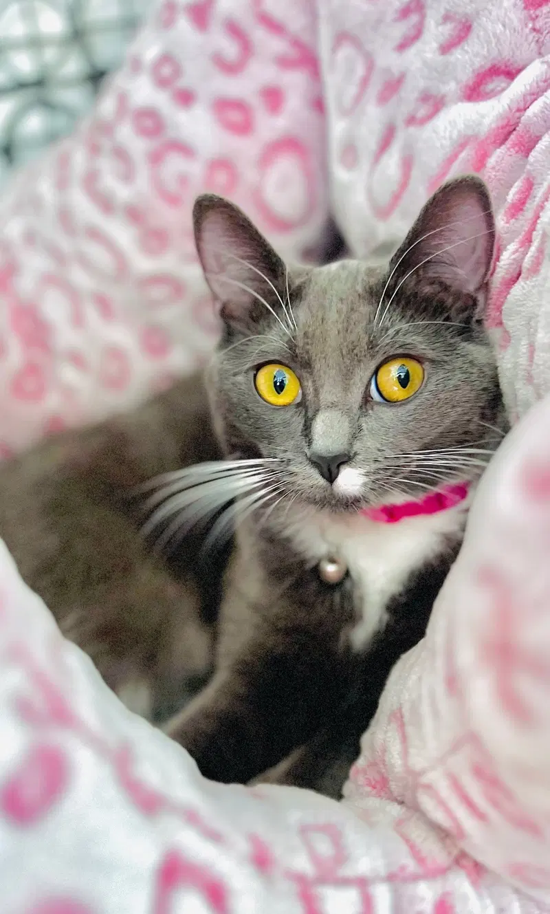 Violet, an adult female American Shorthair cat up for adoption