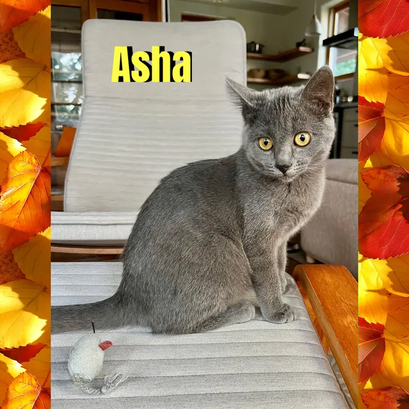 Asha, a female kitten up for adoption