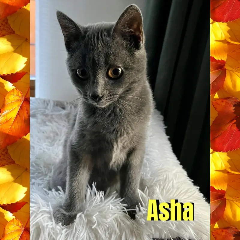 Asha, photo 2