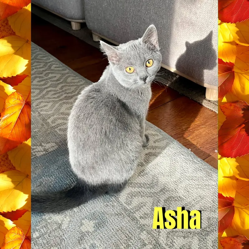 Asha, photo 3