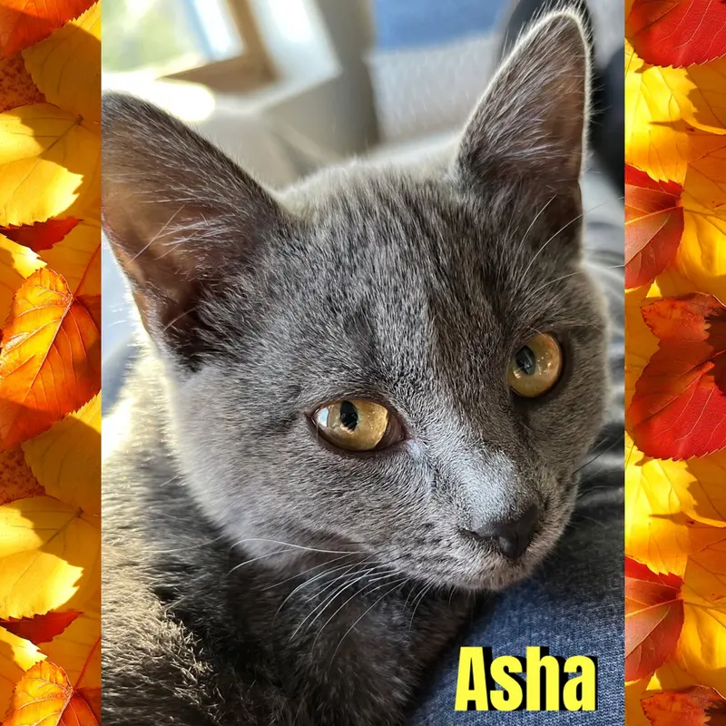 Asha, photo 4