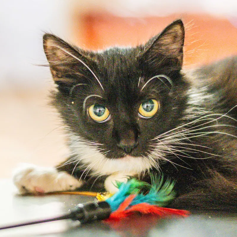 Agatha Kitty, a young female cat up for adoption