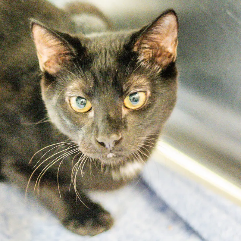 Cauldron, a young male cat up for adoption