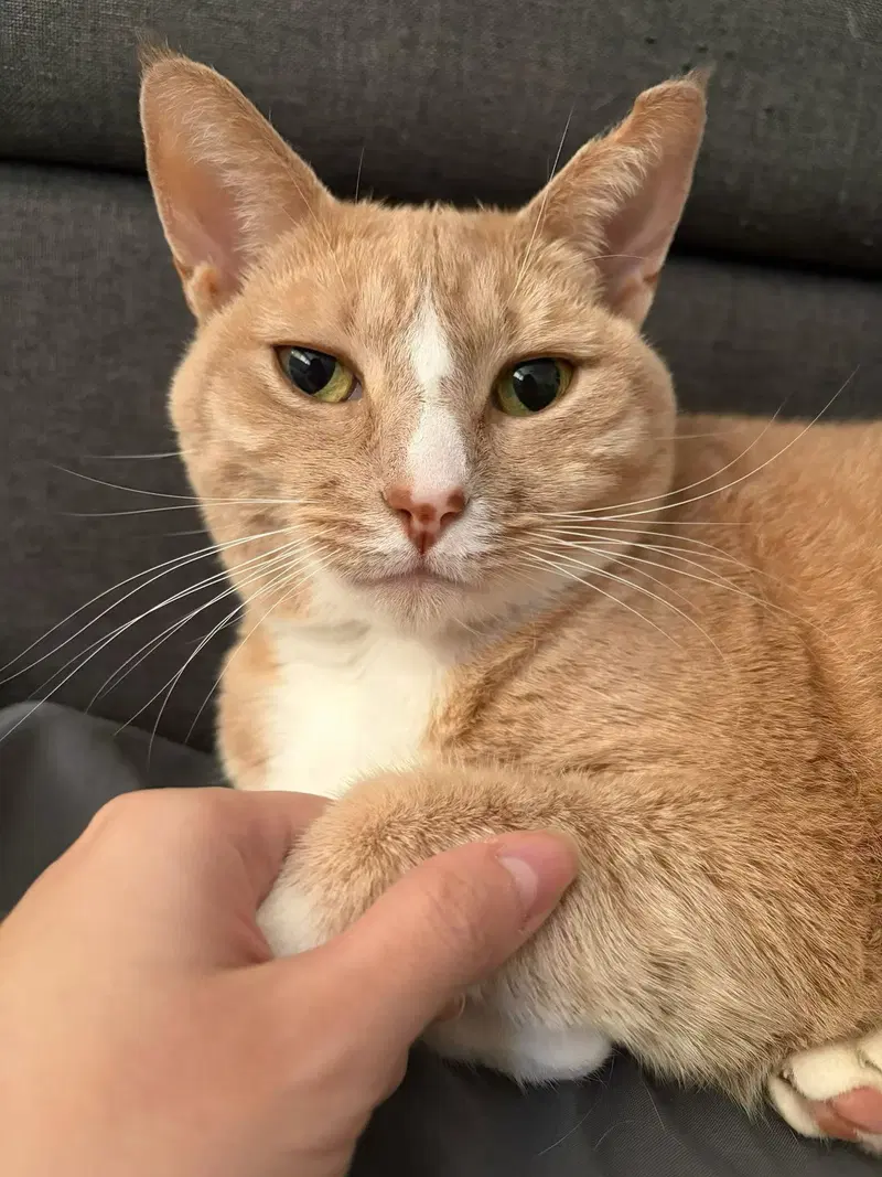 RouRou, an adult female cat up for adoption