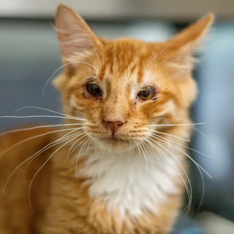 Emerson, a young male cat up for adoption