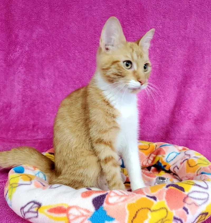 Phoenix, a young male cat up for adoption