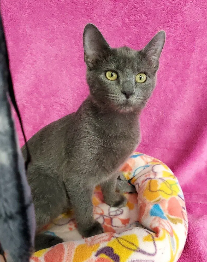 Zelda, a young female cat up for adoption