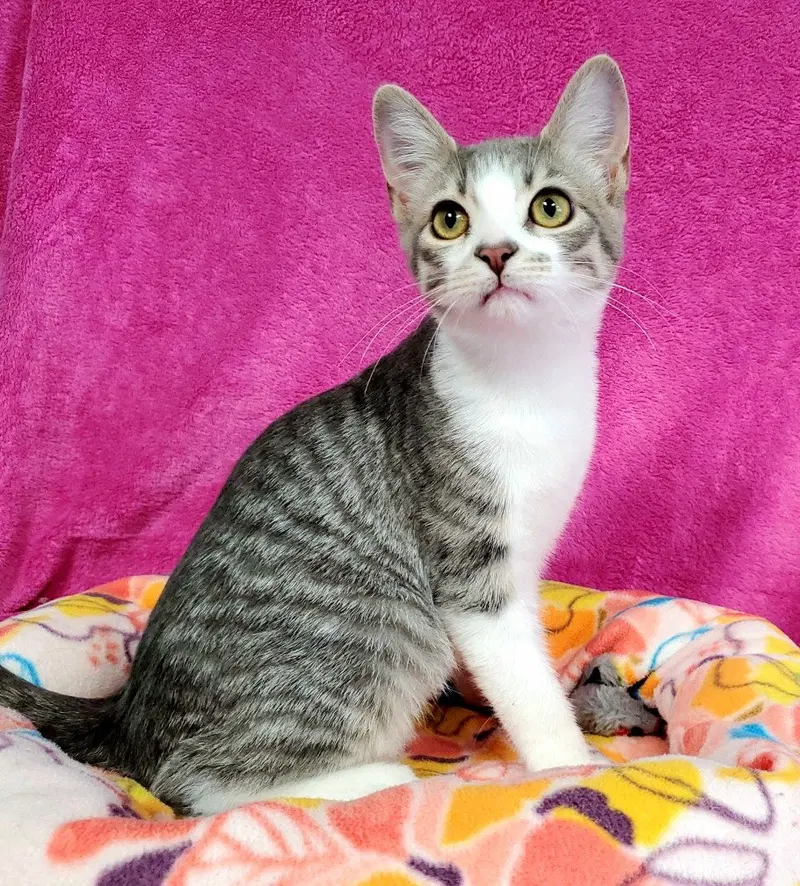 Bria, a young female cat up for adoption