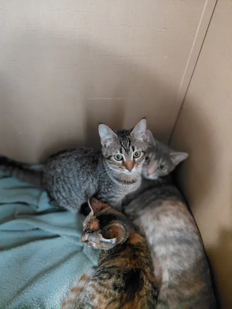 C333 Litter Doja, photo 3