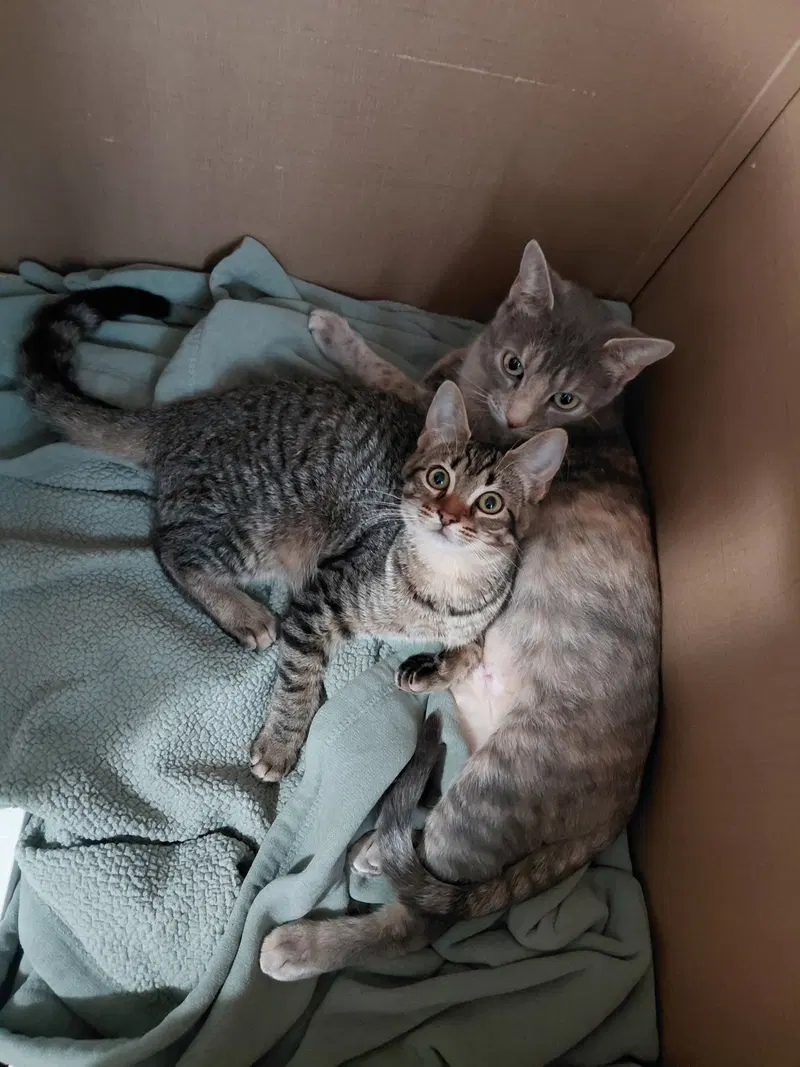 C333 Litter Doja, photo 4
