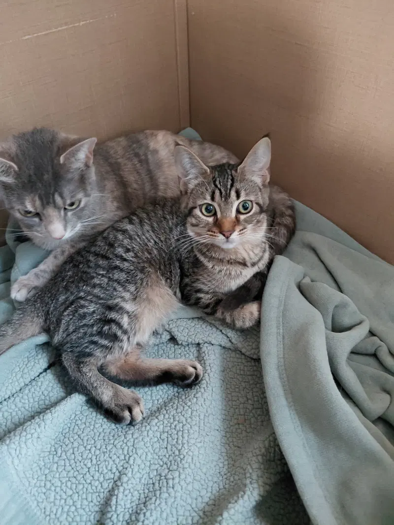 C333 Litter Doja, photo 2