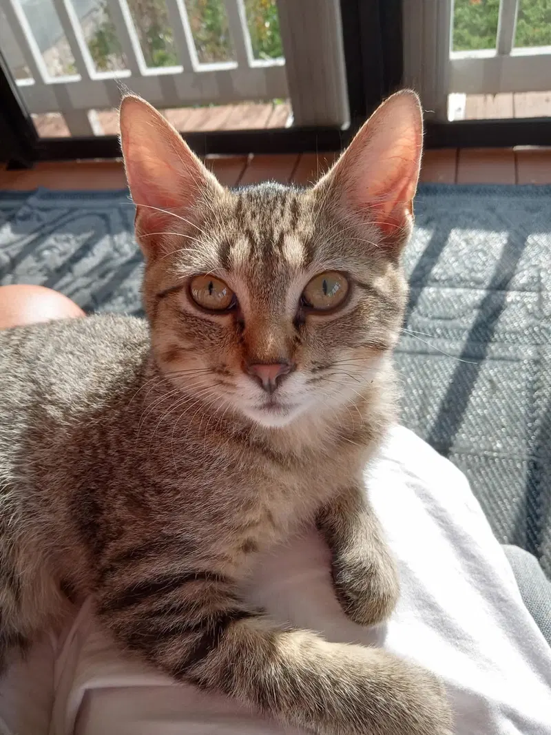 Minnow, a young male cat up for adoption