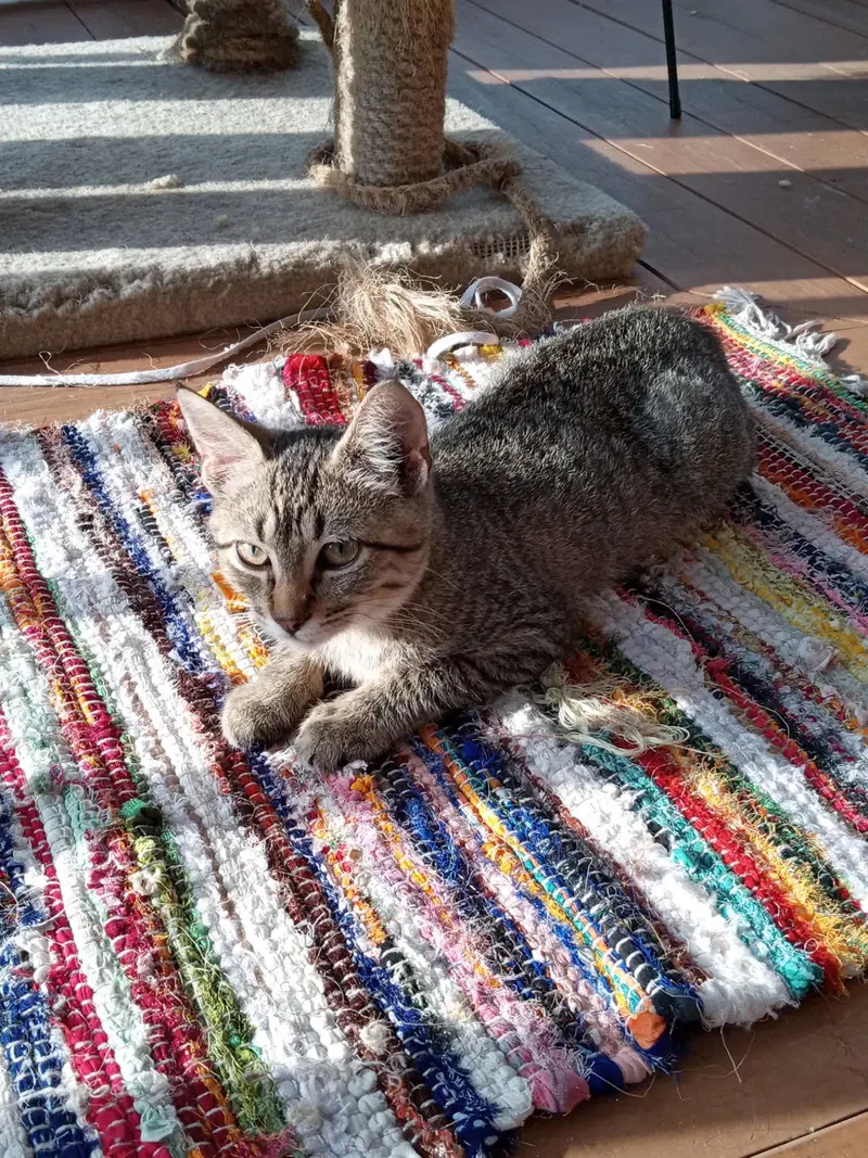 Minnow, photo 2