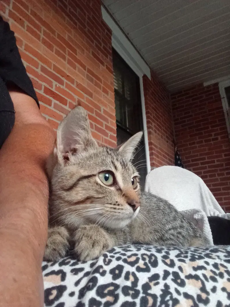 Minnow, photo 4