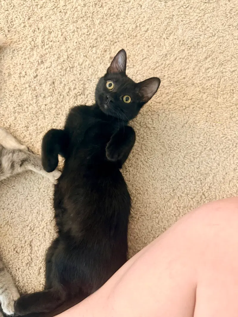 Waffle Fry, a male cat up for adoption