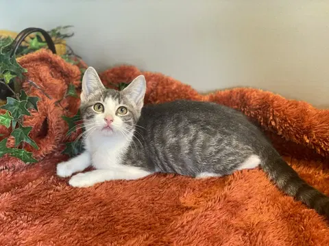 Watch the video of Nimbus