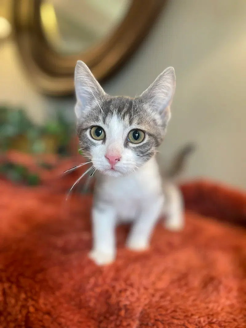 Nimbus, photo 4