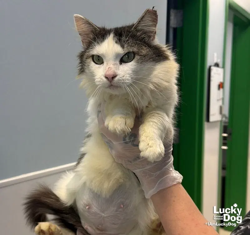 Pretty Kitty, an adult female cat up for adoption