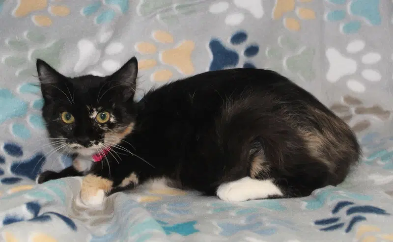 Chasty, a female kitten up for adoption