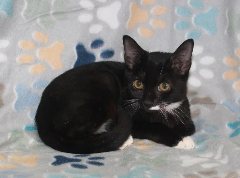 Chino, a female kitten up for adoption