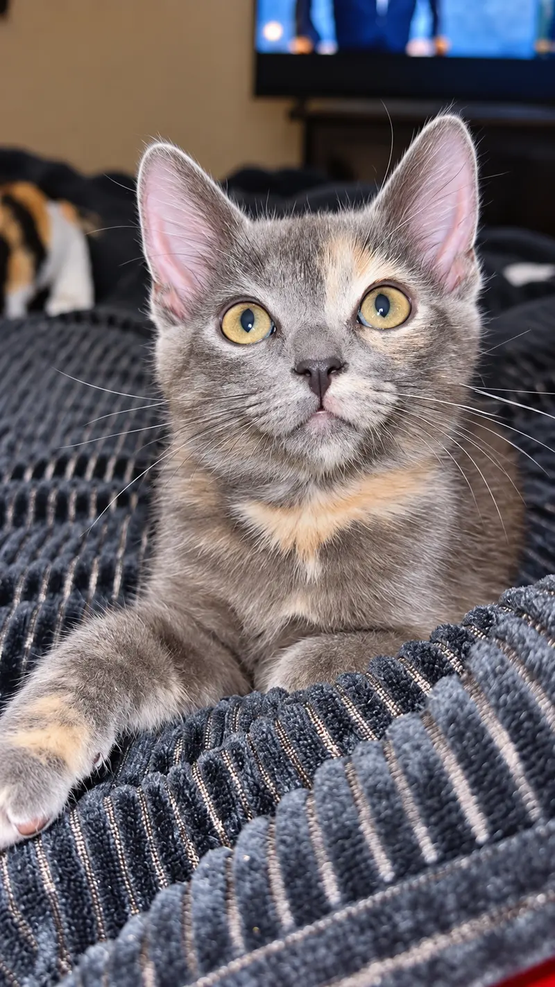 Pixie, a female Calico kitten up for adoption