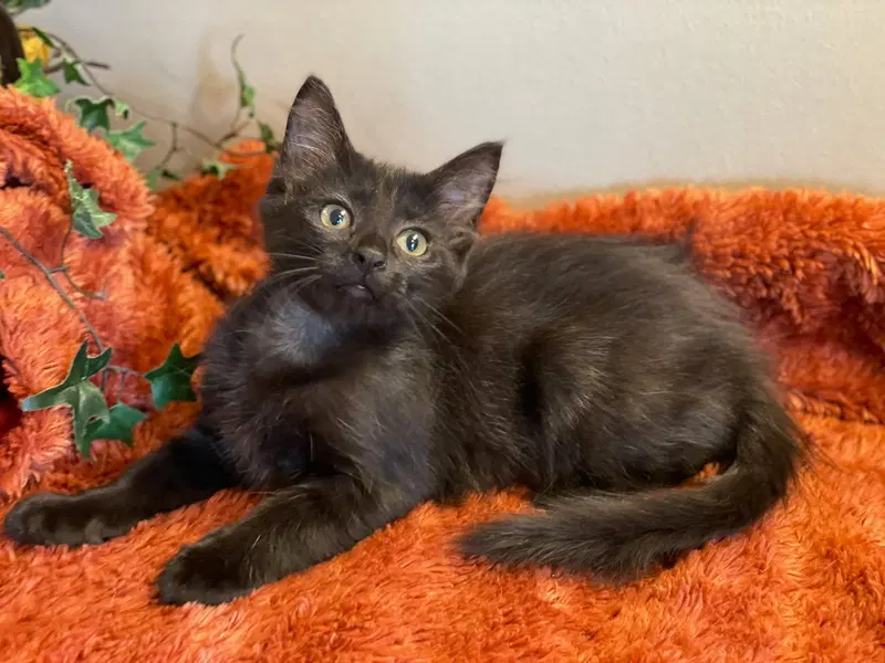 Wisp, a female kitten up for adoption