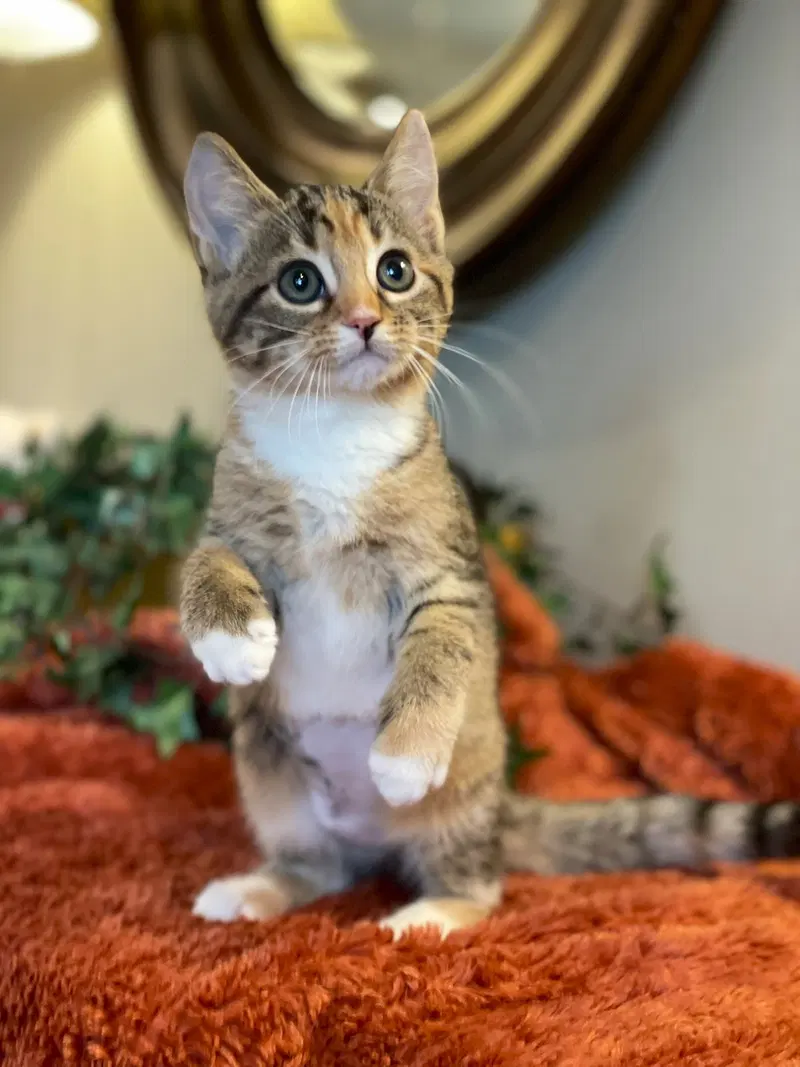 Hailey, a female Calico kitten up for adoption