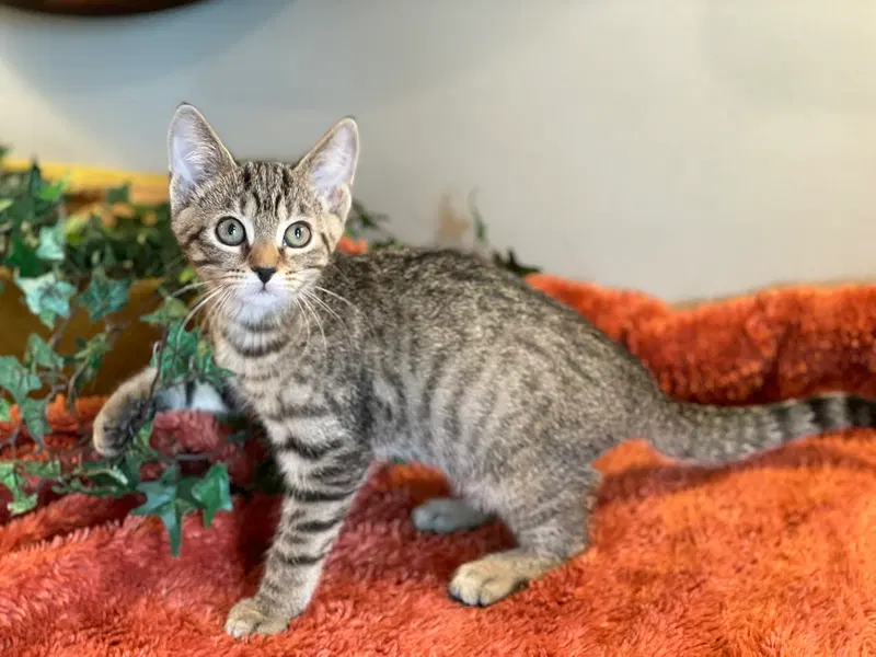 Ivan, a male Tabby kitten up for adoption