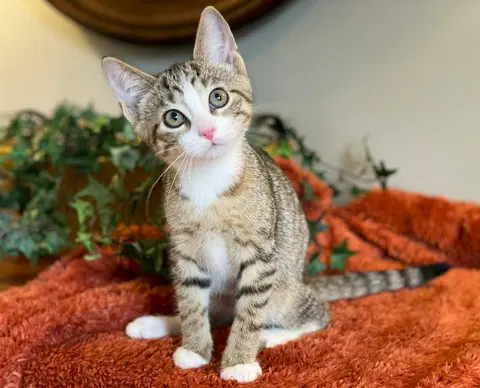 Watch the video of Fonzie