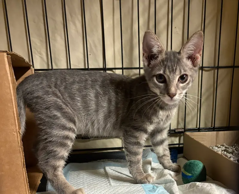 Quicksilver, a male kitten up for adoption