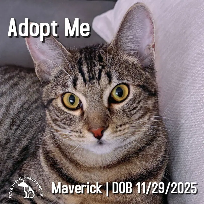 Maverick, a male Tabby kitten up for adoption